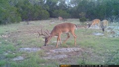 Solid Rock Real Estate