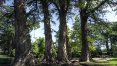 Solid Rock Real Estate